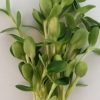 Sunflower Microgreen (4) Sunflower Microgreens